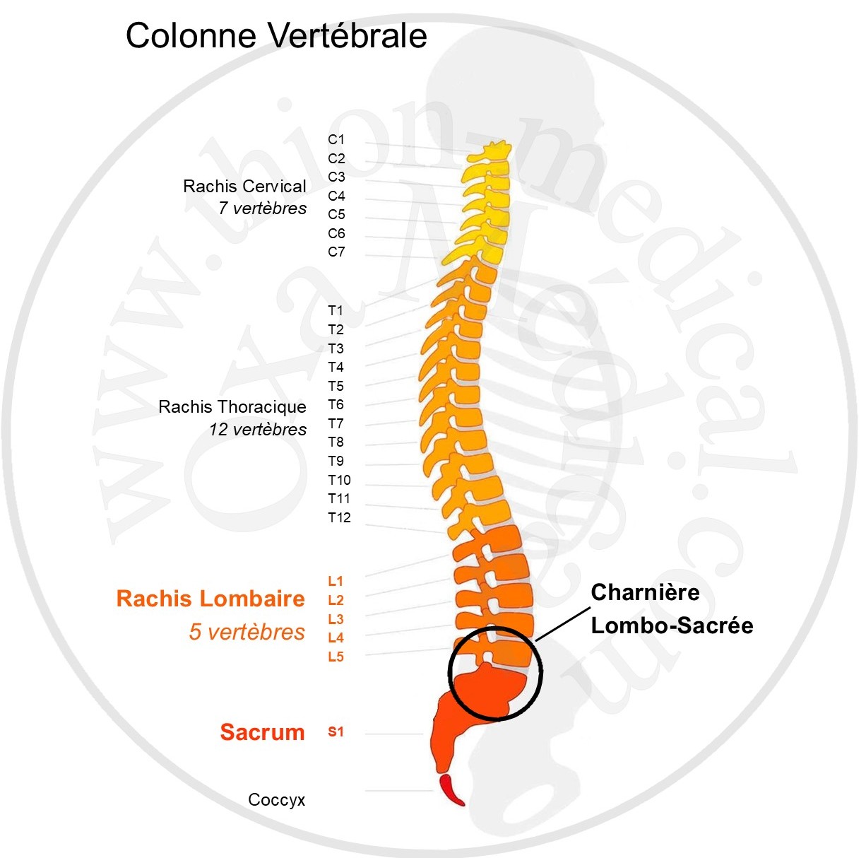 Schéma de la colonne vertébrale